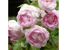 Rosa climbing Jasmina.jpg