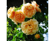 Rosa miniature Lizzy.png