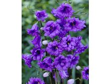 117,65���. ����������� �������(�������� ���� �� 2 ��., ����������� ����� 1��.).jpg