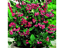 164���. �������� ���� �������.jpg