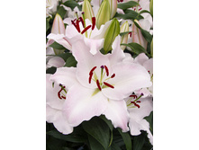 29,32���. ����� �������(��� 5 ��. ���������� �� 2��.)���16.jpg