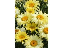 195,8���. ������� ��������(�������� ���� �� 1 ��., ����������� ����� 1��.).jpg