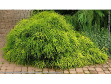 92���. ����������� Chamaecyparis pisifera Filifera Aurea_P9 15-20.jpg