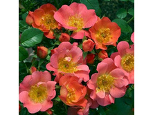 Rosa miniature Coco.jpg