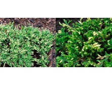 92���. ������������ Juniperus communis Spotty Spreader.jpg
