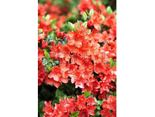 Azalea japonica Geisha Orange ������ �������� ����� ����� -22�C 2 ltr 12-18 € 7,25 543,77�..jpg