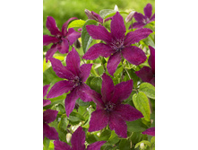 136,6���. �������� �������(�������� ���� �� 2 ��., ����������� ����� 1��.).jpg