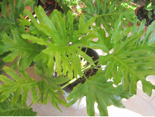 ����������� ����� ���� ������������ ����