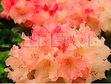 Rhododendron yakushimanum Loreley ����������� ������������ ������� -22�C 5 ltr 20-25 € 16,37 1 228,05�..jpg