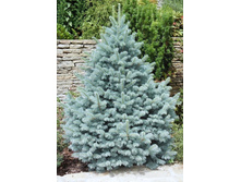 92���. ��� Picea pungens Glauca Majestic Blue_P9 15-20.jpg