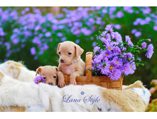 ������� ��������