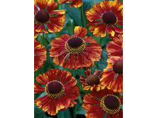 Helenium Chelsey �������� ����� € 1,05 76,65���..jpg