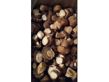 ����� ���� ���������