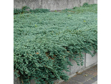 165,9���. ������������ Juniperus horizontalis Icee Blue.jpg