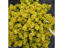 135���. �������� �������� ��������.jpg