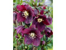 187,9���. �������� ��� ����(�������� ���� �� 1 ��., ����������� ����� 1��.).jpg