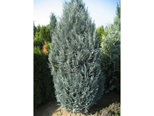 83,5���. ����������� Chamaecyparis lawsoniana Pelts Blue_P9 20-25.jpg