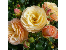 Rosa tea hybrid Rebecca.jpg
