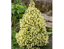 144,8���. ��� Picea glauca Conica Maigold_P10.5.jpg