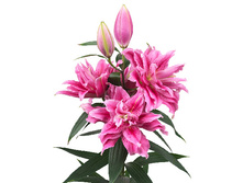 57,68���. ����� ROSELILY �����(�������� ���� �� 5 ��., ����������� ����� 1��.)���17.jpg