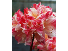 398���. ������ Knapp Hill ������ ������� �����.jpg