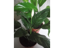 ������� ����������� � �������