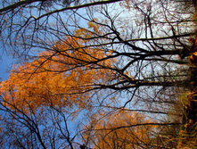 IMG 7722 f.jpg