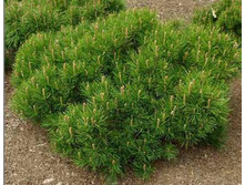 97,2���. ����� Pinus mugo mughus.jpg