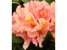 301���. ����������� ��������� ��������.jpg