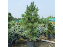 403,5���. ����� Pinus strobus Fastigiata (������ 1,5�)