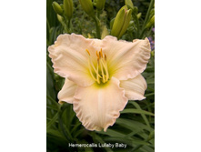 67,1���. �������� ������� �����(�������� ���� �� 2 ��., ����������� ����� 1��.)���16.jpg