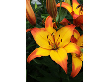 31,52���. ����� ������(��� 5 ��. ���������� �� 2��.).jpg