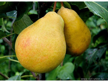 500x500.����� ����.jpg