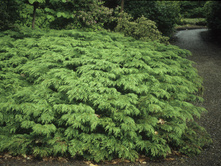 86,7���. ���������� Microbiota decussata_P9 15-20.jpg