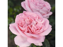 Rosa tea hybrid Voyage.jpg