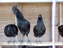 IMG 20161002 121650.jpg