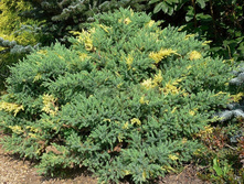 102,5���. ������������ Juniperus chinensis Expansa Aureospicata.jpg