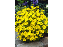 93,95���. ��������� ������(�������� ���� �� 2 ��., ����������� ����� 1��.).jpg