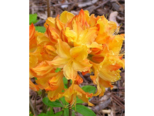 241���. ������ �������� ������ �����.jpg