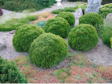 ��� Thuja occ. DanicaP17(C2) 15-20 CM-5,59 ��� 10��.jpg