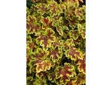 235,3���. ���������� ����� �����(�������� ���� �� 1 ��., ����������� ����� 1��.).jpg