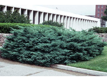 86,7���. ������������ Juniperus virginiana Hetz_P9 15-20.jpg