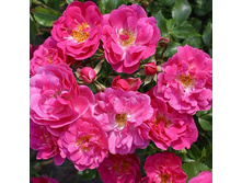 Rosa groundcover Bad Wörishofen 2005.jpg