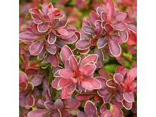 248���. �������� �������� ���������.jpg