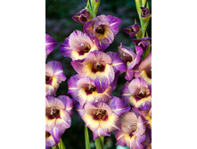 8,86���. ��������� ����� ������(���������� ������ ������ ���������� �� 7 ��.)���17.jpg