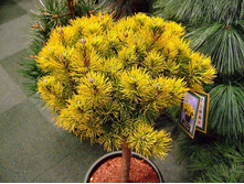 ����� Pinus mugo Winter Gold �2 ����� 50��-583.jpg