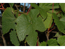 Vitis amurensis �������� �������� 2 ltr € 7,84 588,21�..jpg