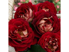 Rosa floribunda Die Sehenswerte.jpg