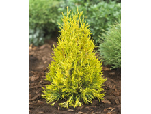 97,2���. ��� Thuja plicata Goldy_P9 15-20.jpg