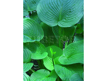 Hosta Jurassic Park ����� ��������� ���� € 1,96 143,08���..jpg